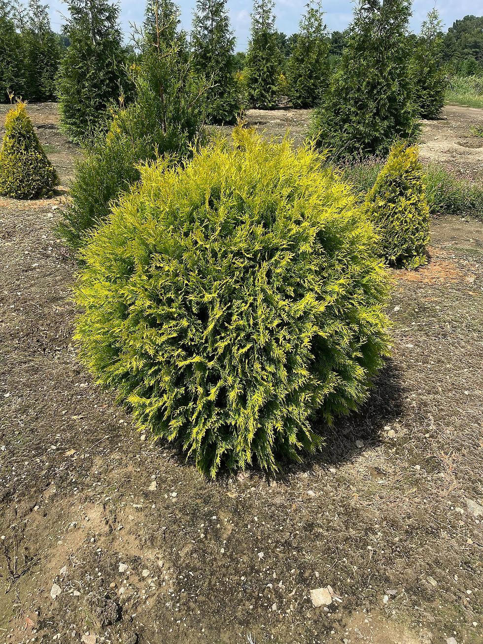 Thuja Occidentalis Golden Globe - View 11 from www redcrocus com