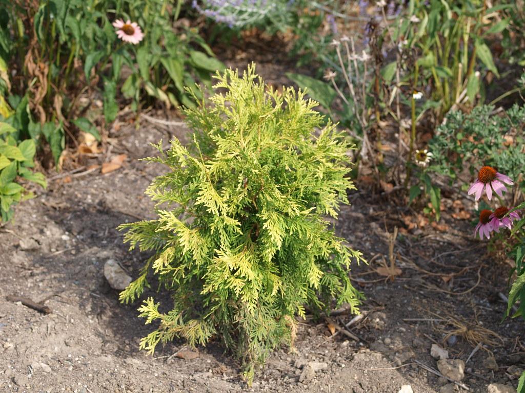 Thuja Occidentalis Golden Globe - View 12 from www redcrocus com