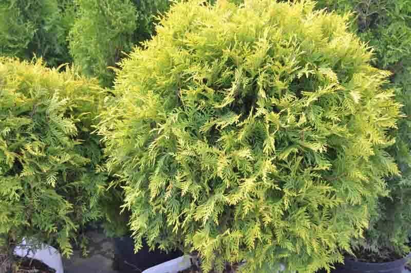 Thuja Occidentalis Golden Globe - View 13 from www redcrocus com