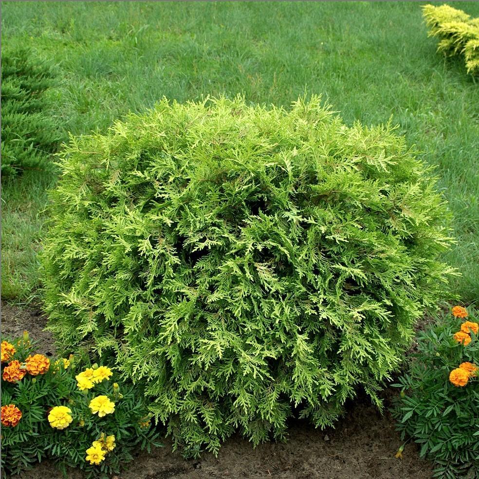 Thuja Occidentalis Golden Globe - View 14 from www redcrocus com