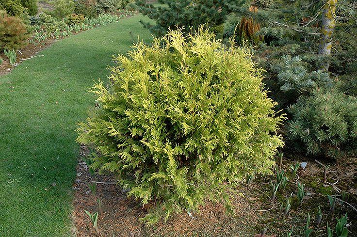 Thuja Occidentalis Golden Globe - View 15 from www redcrocus com