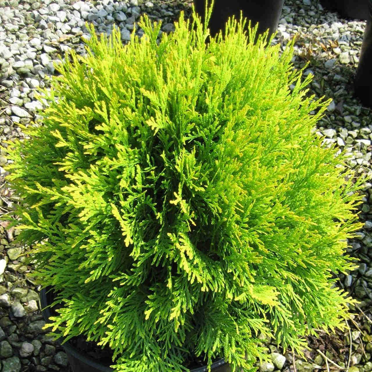Thuja Occidentalis Golden Globe - View 17 from www redcrocus com