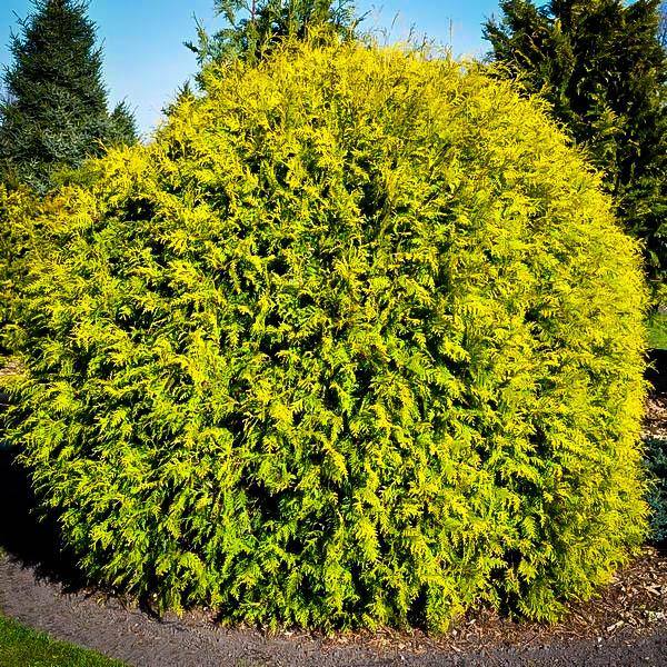 Thuja Occidentalis Golden Globe - View 18 from www redcrocus com