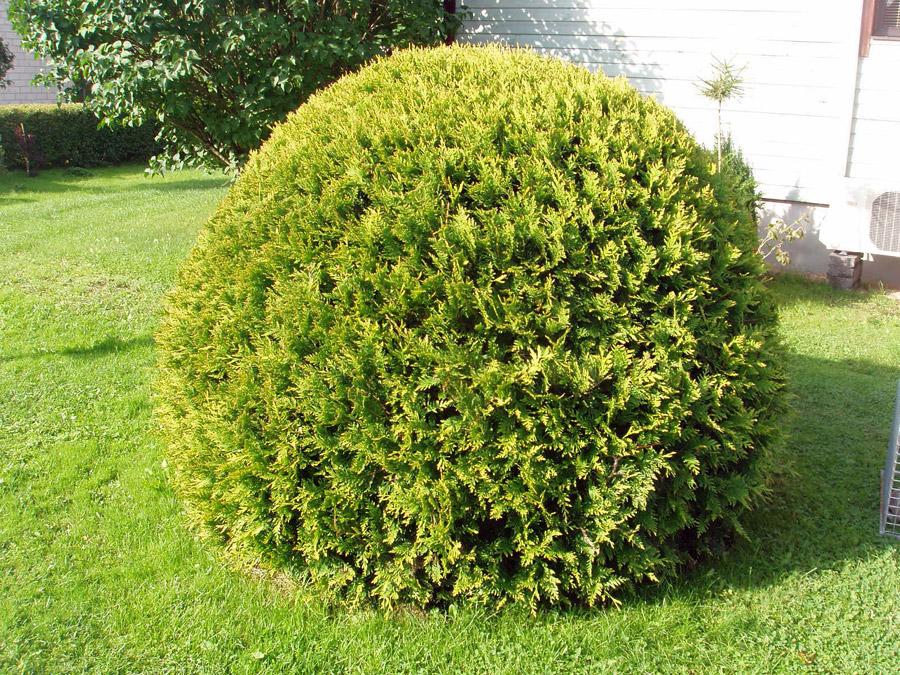 Thuja Occidentalis Golden Globe - View 19 from www redcrocus com