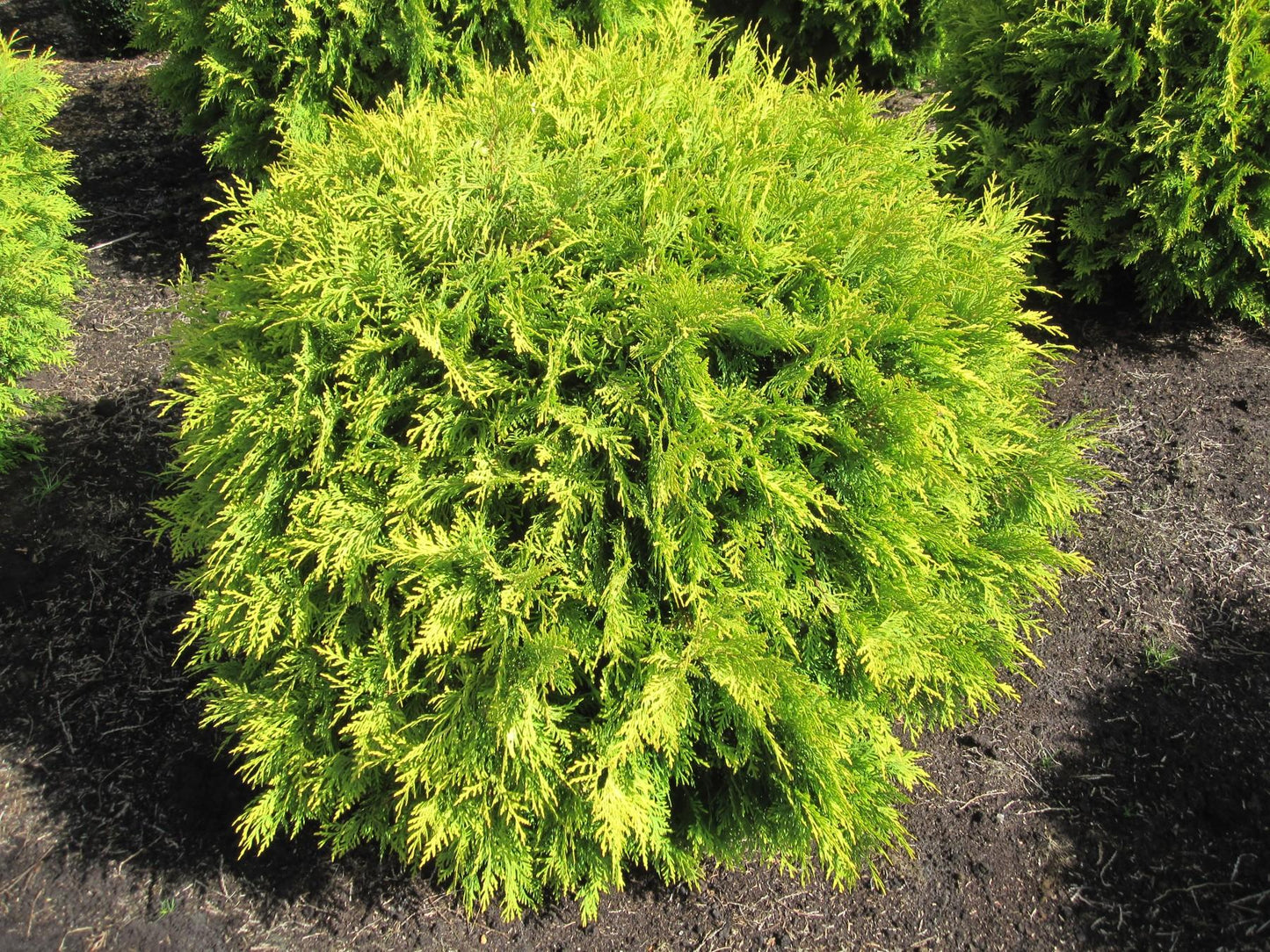 Thuja Occidentalis Golden Globe - View 2 from www redcrocus com