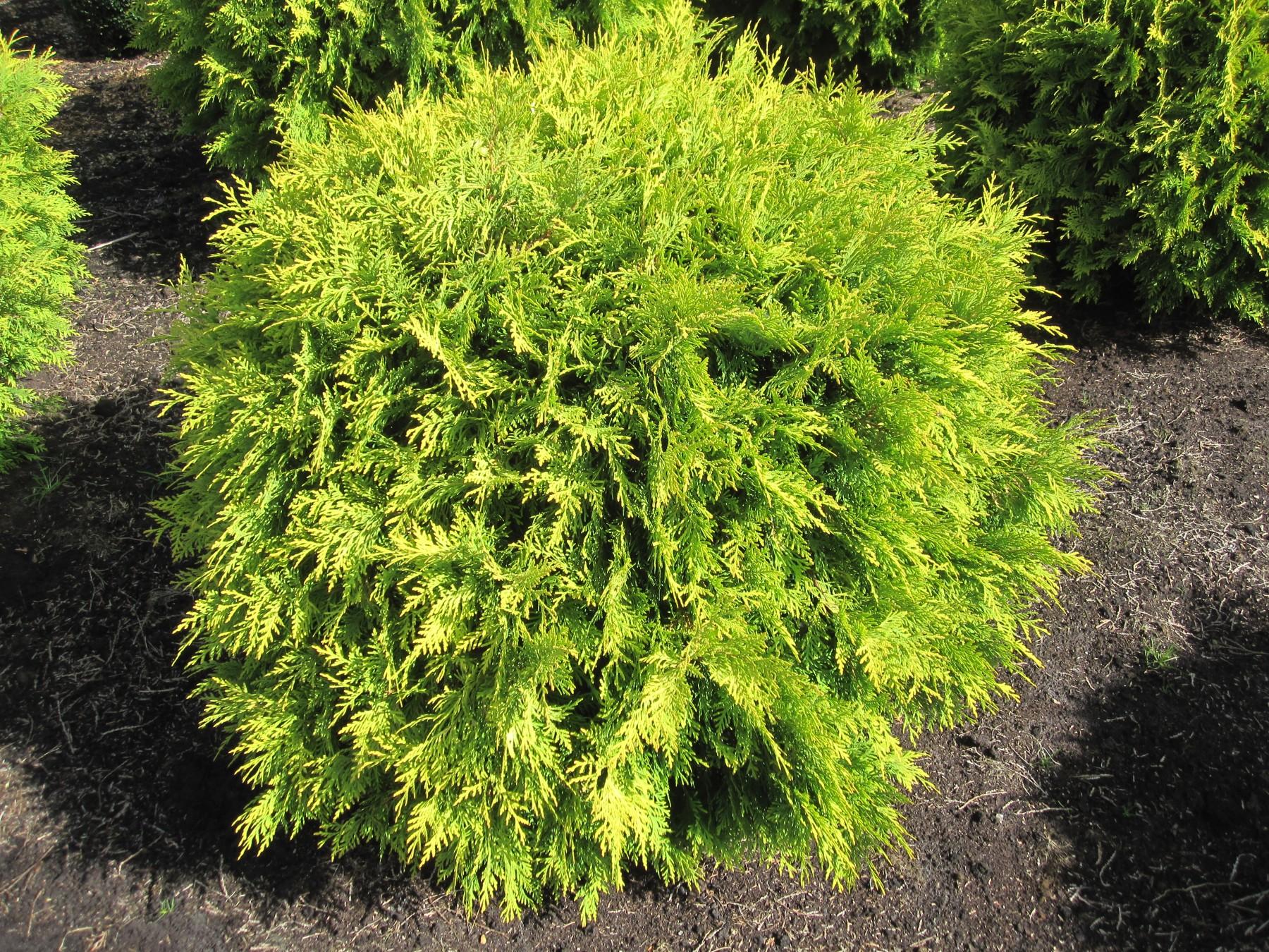 Thuja Occidentalis Golden Globe - View 2 from www redcrocus com