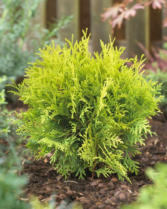Thuja Occidentalis Golden Globe - View 4 from www redcrocus com