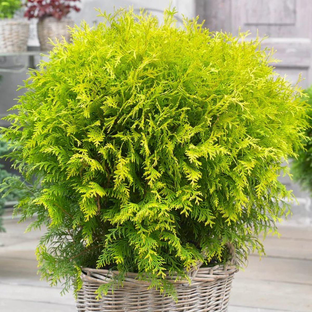 Thuja Occidentalis Golden Globe - View 5 from www redcrocus com