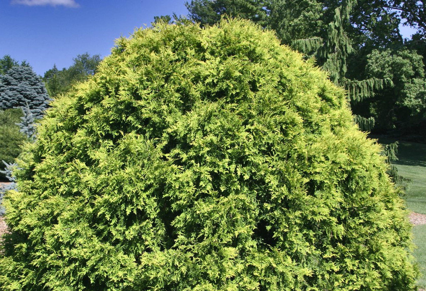 Thuja Occidentalis Golden Globe - View 6 from www redcrocus com