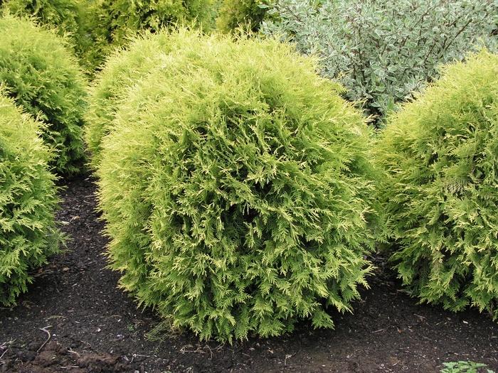 Thuja Occidentalis Golden Globe - View 7 from www redcrocus com