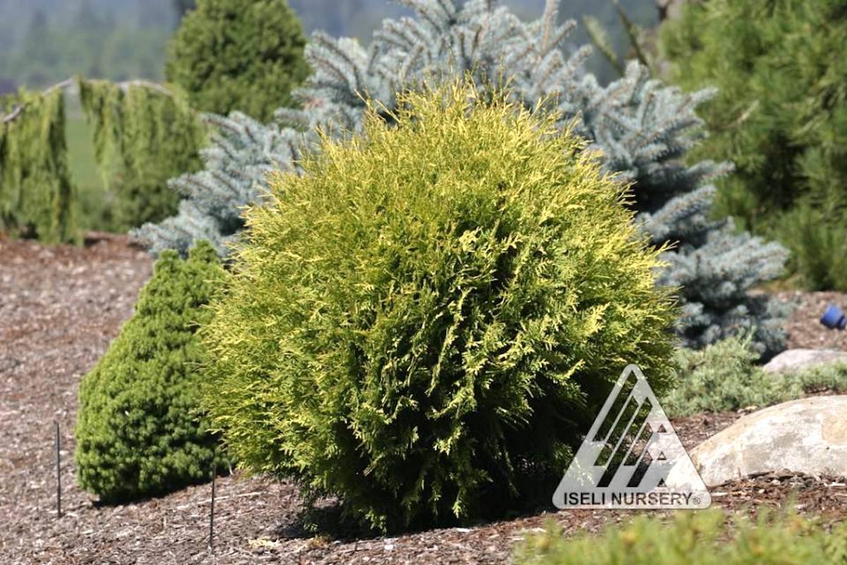 Thuja Occidentalis Golden Globe - View 8 from www redcrocus com