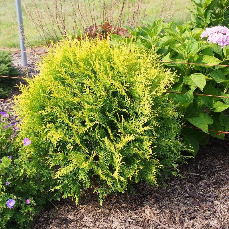 Thuja Occidentalis Golden Globe - View 9 from www redcrocus com
