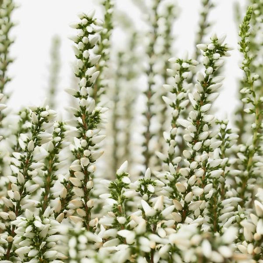 Calluna Vulgaris, Assorted - View 10 from www redcrocus com