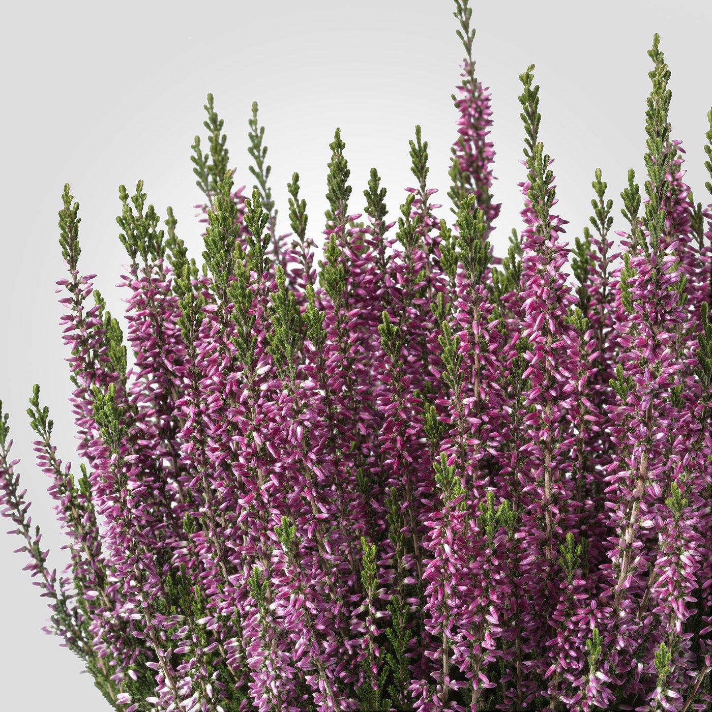 Calluna Vulgaris, Assorted - View 17 from www redcrocus com
