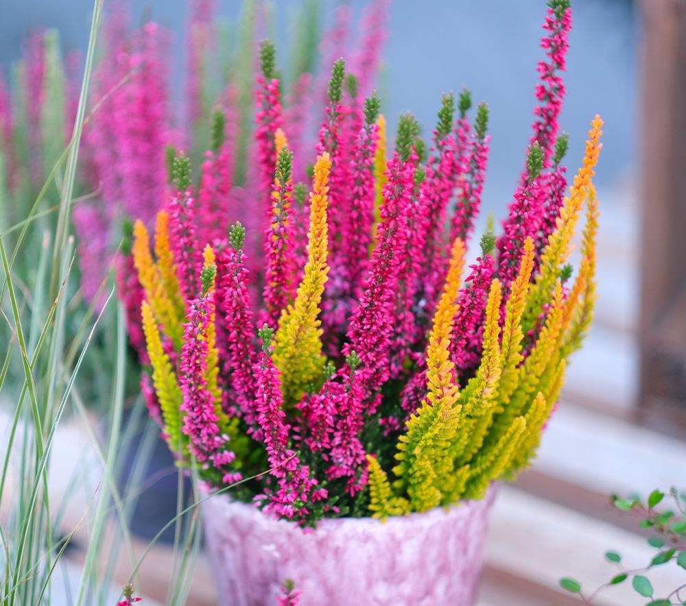 Calluna Vulgaris, Assorted - View 3 from www redcrocus com