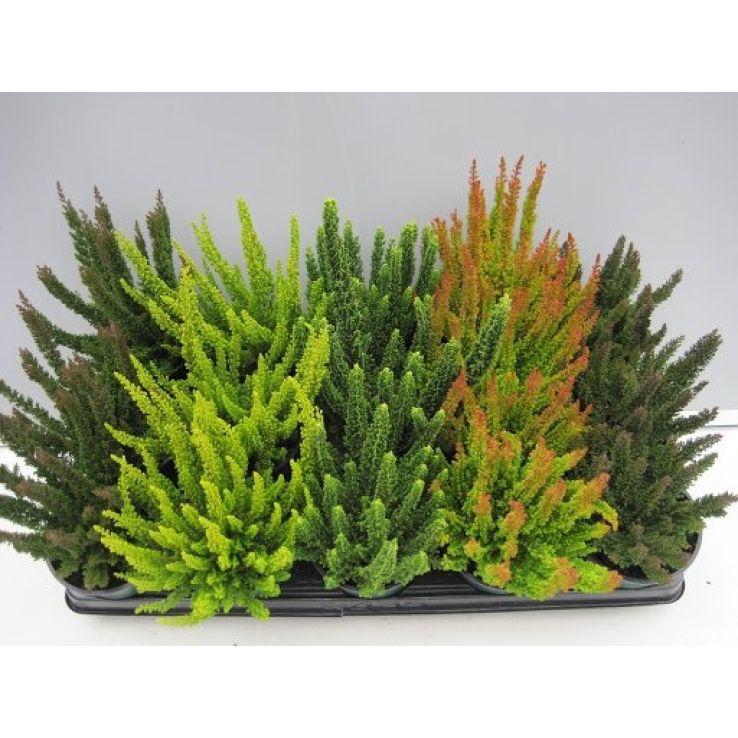 Calluna Vulgaris, Assorted - View 9 from www redcrocus com