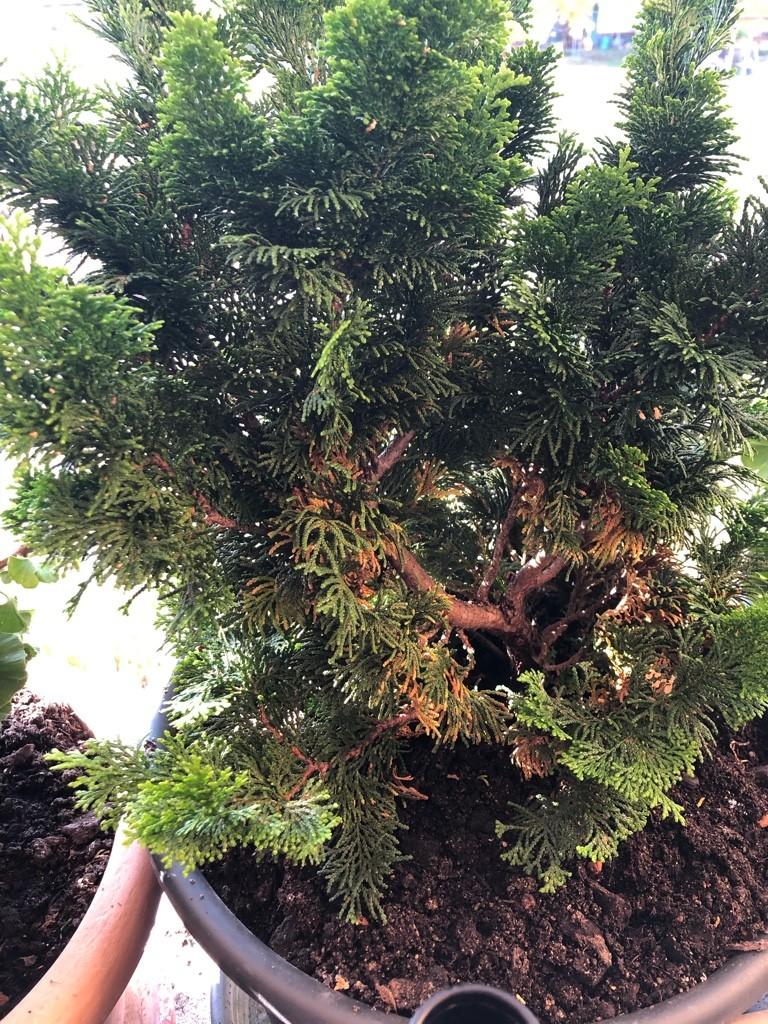 Chamaecyparis Obtusa Bronze Pygmy - View 10 from www redcrocus com