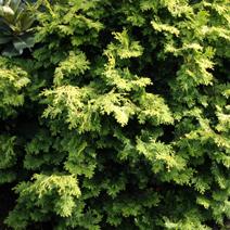 Chamaecyparis Obtusa Bronze Pygmy - View 11 from www redcrocus com