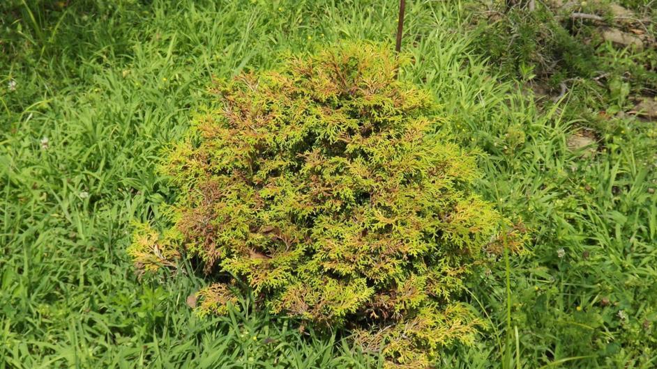 Chamaecyparis Obtusa Bronze Pygmy - View 12 from www redcrocus com