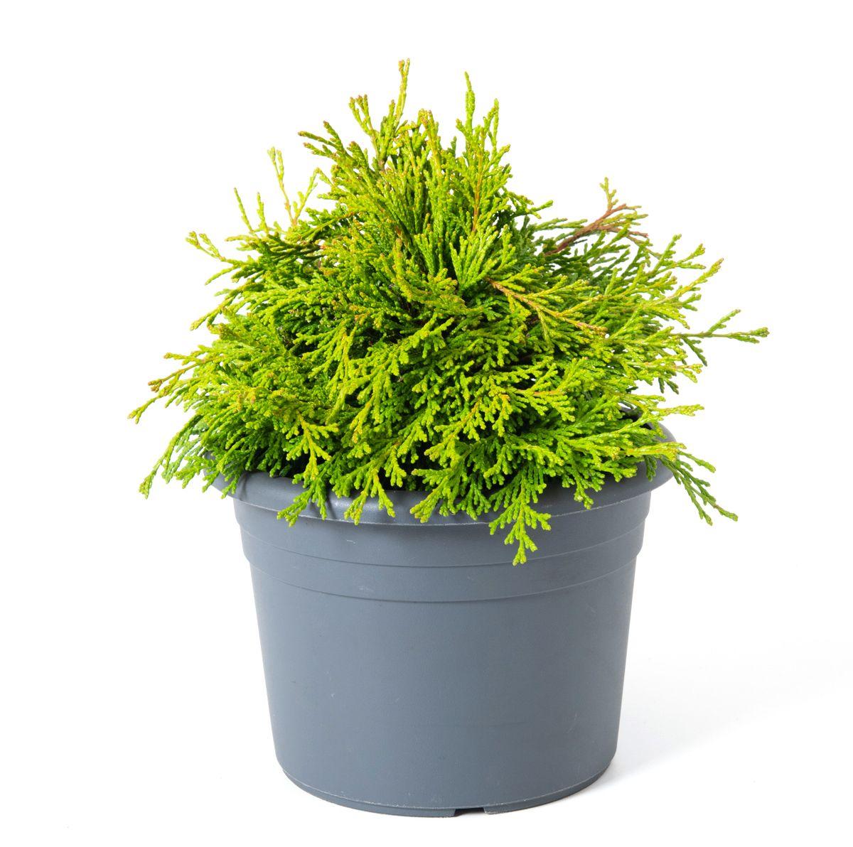 Chamaecyparis Obtusa Bronze Pygmy - View 13 from www redcrocus com