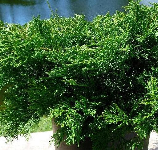 Chamaecyparis Obtusa Bronze Pygmy - View 14 from www redcrocus com