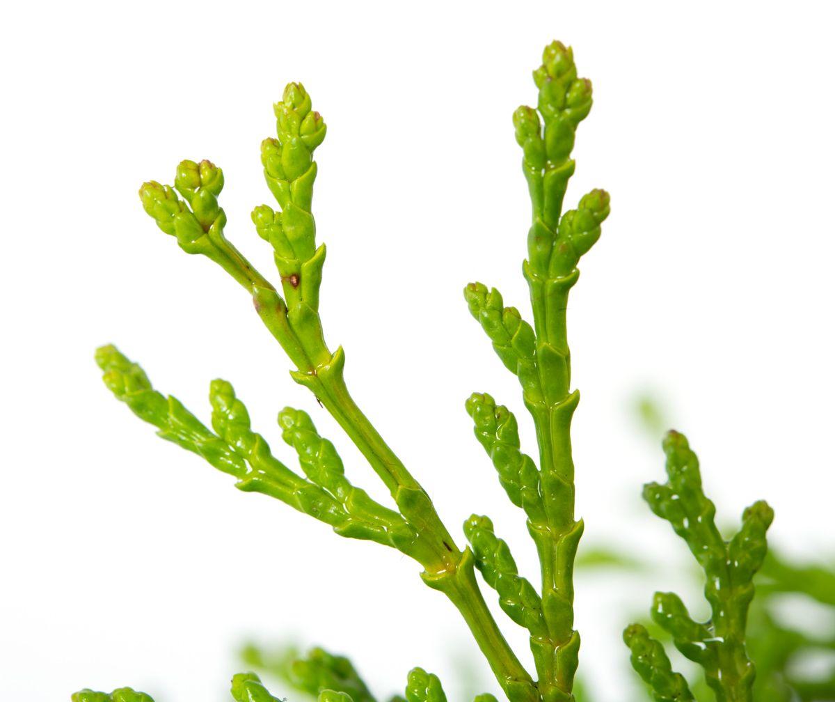 Chamaecyparis Obtusa Bronze Pygmy - View 15 from www redcrocus com