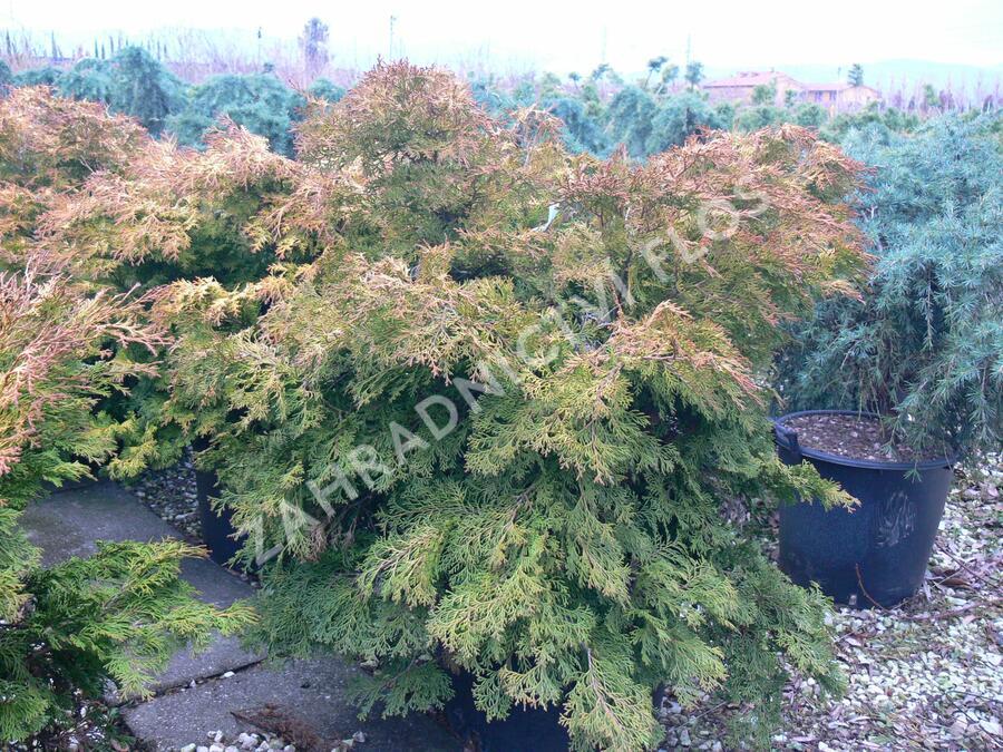 Chamaecyparis Obtusa Bronze Pygmy - View 16 from www redcrocus com