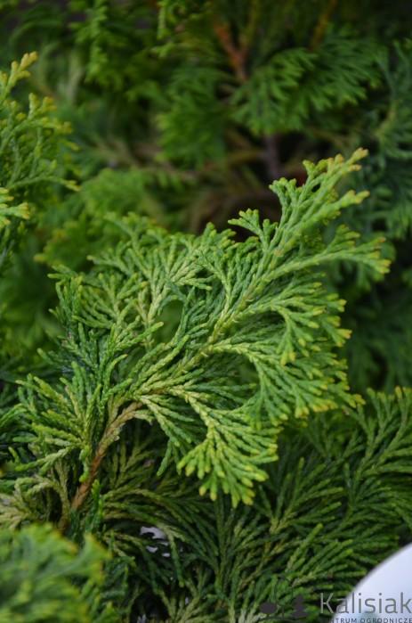 Chamaecyparis Obtusa Bronze Pygmy - View 1 from www redcrocus com