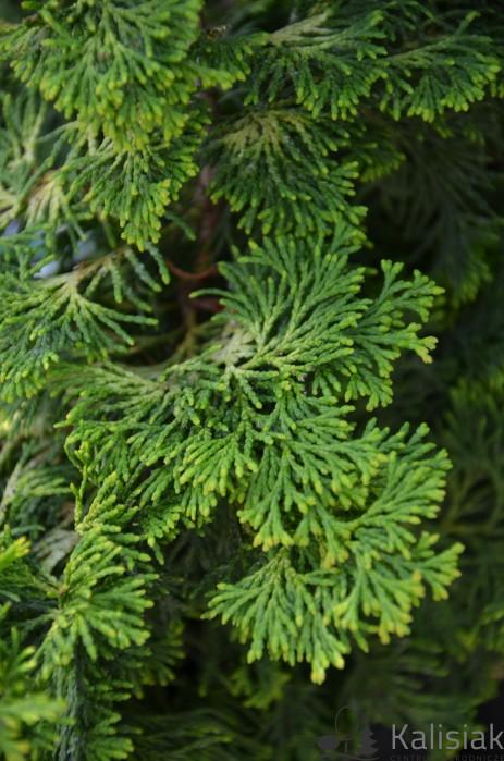 Chamaecyparis Obtusa Bronze Pygmy - View 2 from www redcrocus com