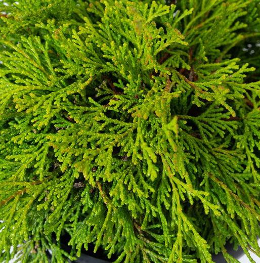 Chamaecyparis Obtusa Bronze Pygmy - View 4 from www redcrocus com