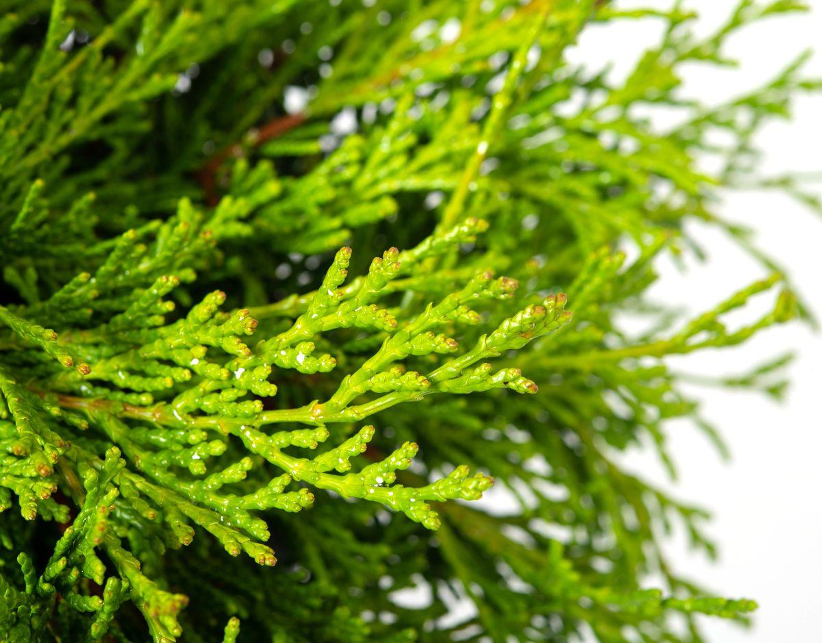 Chamaecyparis Obtusa Bronze Pygmy - View 5 from www redcrocus com