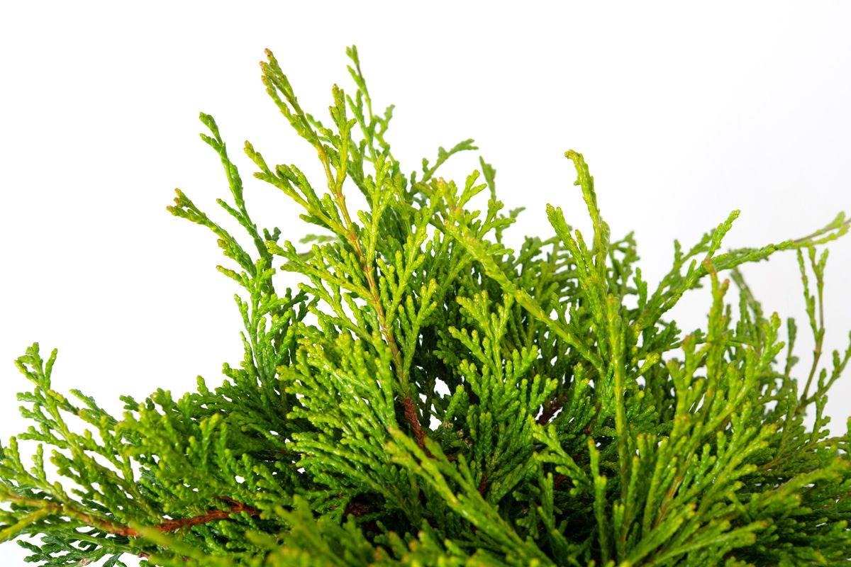 Chamaecyparis Obtusa Bronze Pygmy - View 6 from www redcrocus com