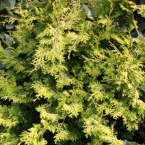 Chamaecyparis Obtusa Bronze Pygmy - View 7 from www redcrocus com