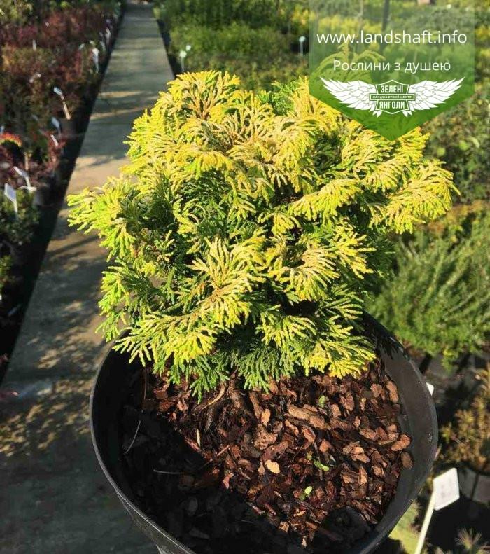 Chamaecyparis Obtusa Bronze Pygmy - View 8 from www redcrocus com
