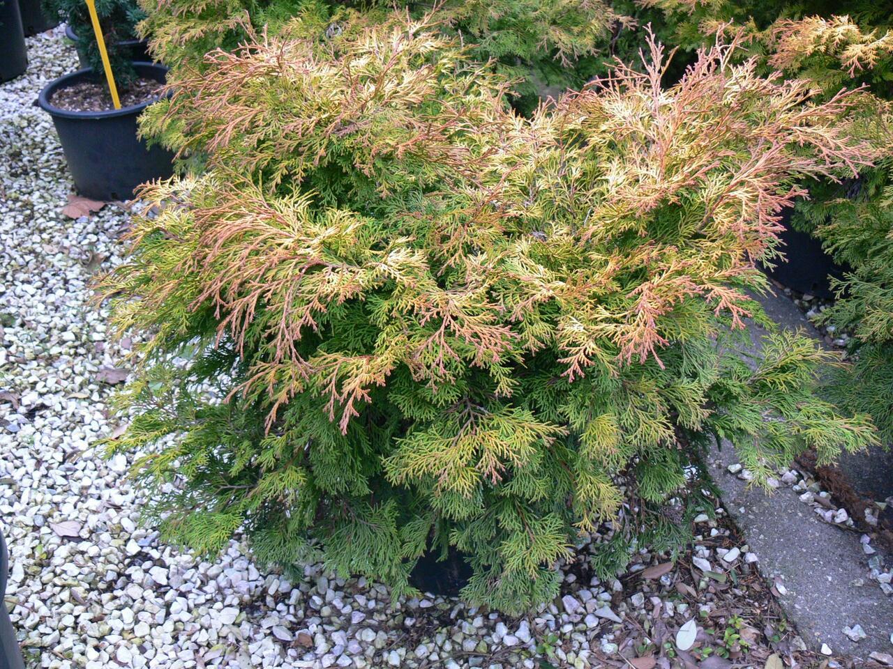Chamaecyparis Obtusa Bronze Pygmy - View 9 from www redcrocus com