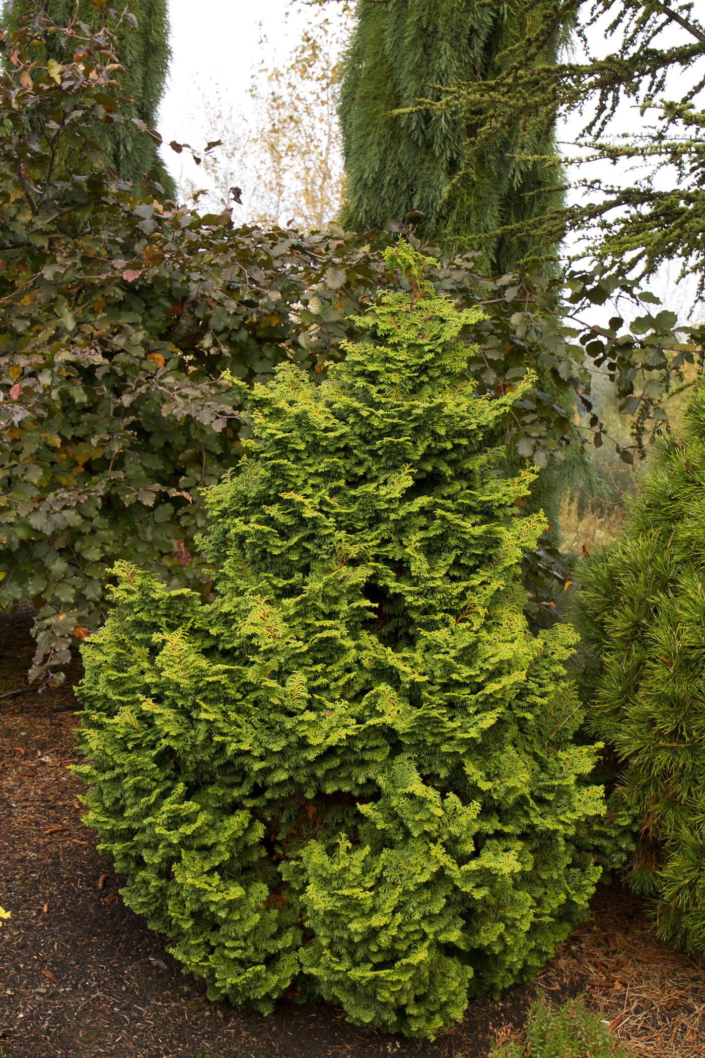 Chamaecyparis Obtusa Kosteri Fast Form - View 11 from www redcrocus com