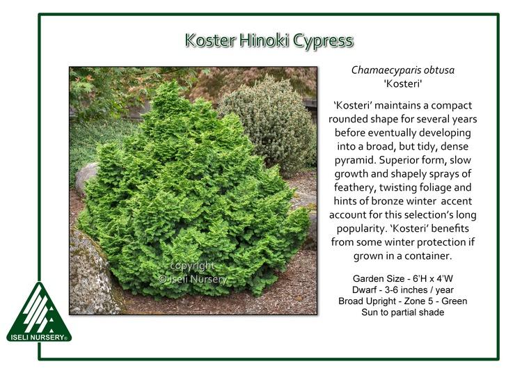 Chamaecyparis Obtusa Kosteri Fast Form - View 12 from www redcrocus com