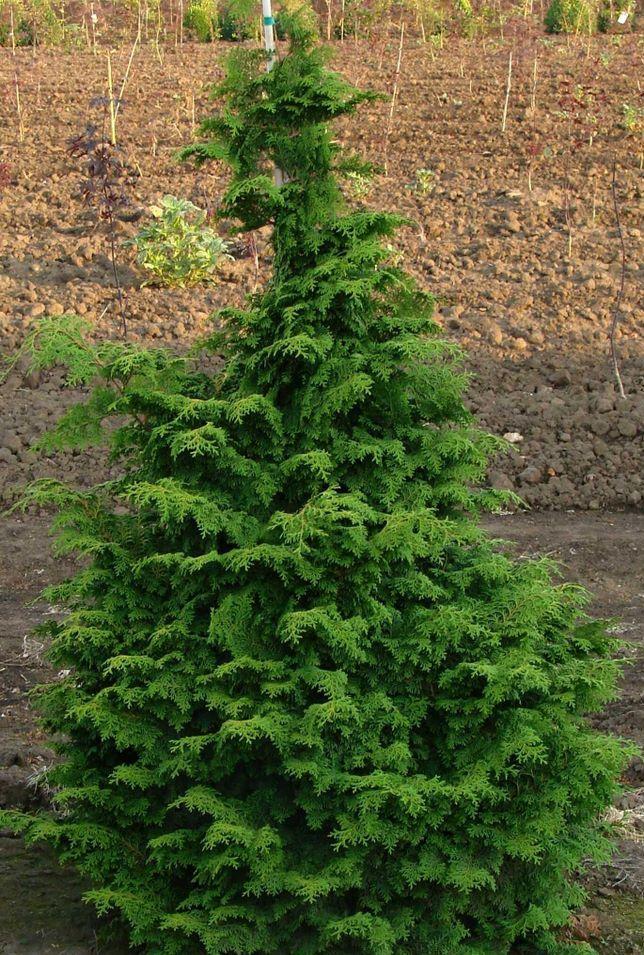 Chamaecyparis Obtusa Kosteri Fast Form - View 2 from www redcrocus com