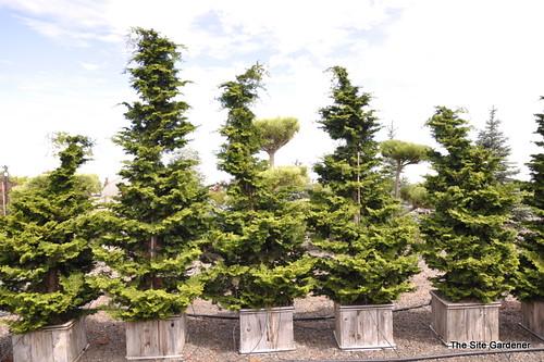 Chamaecyparis Obtusa Kosteri Fast Form - View 5 from www redcrocus com