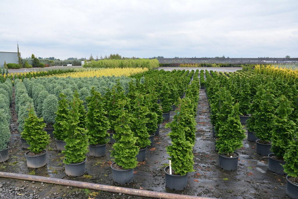 Chamaecyparis Obtusa Kosteri Fast Form - View 6 from www redcrocus com