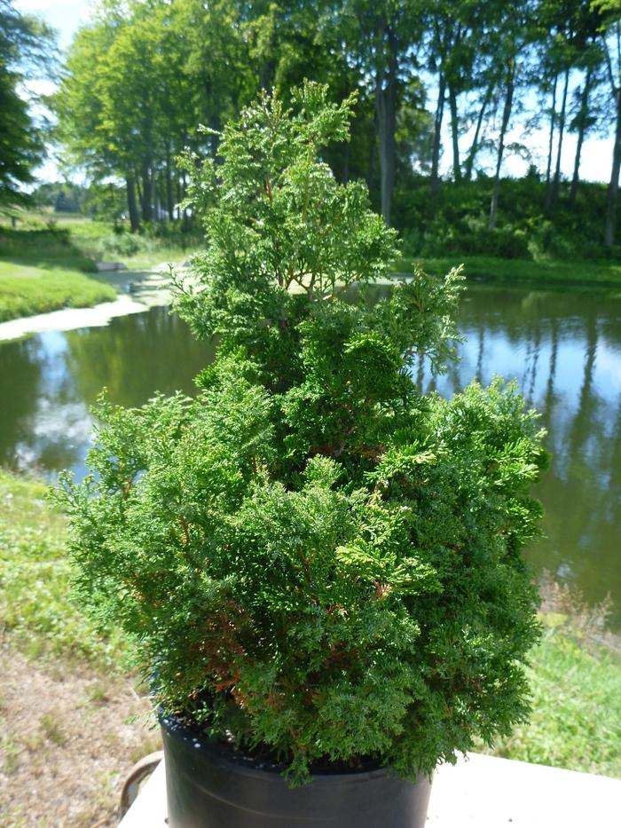 Chamaecyparis Obtusa 'rashamiba' - View 10 from www redcrocus com