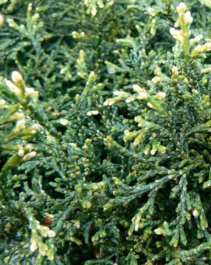 Chamaecyparis Obtusa 'rashamiba' - View 12 from www redcrocus com