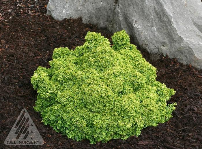 Chamaecyparis Obtusa 'rashamiba' - View 17 from www redcrocus com