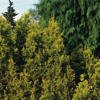 Chamaecyparis Obtusa 'rashamiba' - View 18 from www redcrocus com