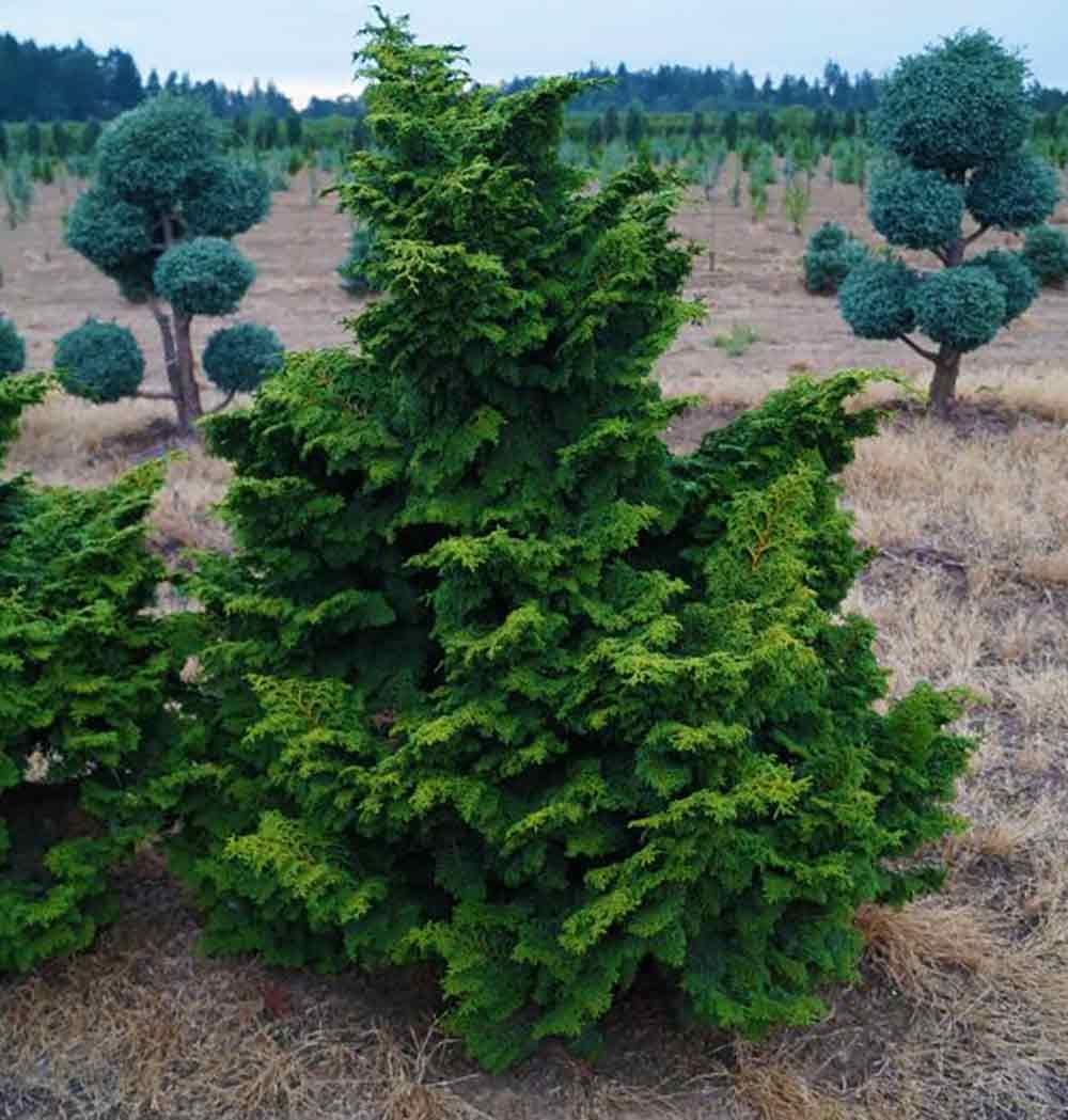 Chamaecyparis Obtusa 'rashamiba' - View 1 from www redcrocus com