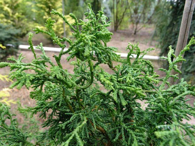 Chamaecyparis Obtusa 'rashamiba' - View 2 from www redcrocus com