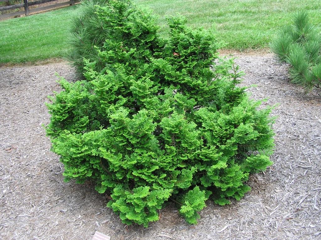 Chamaecyparis Obtusa 'rashamiba' - View 6 from www redcrocus com