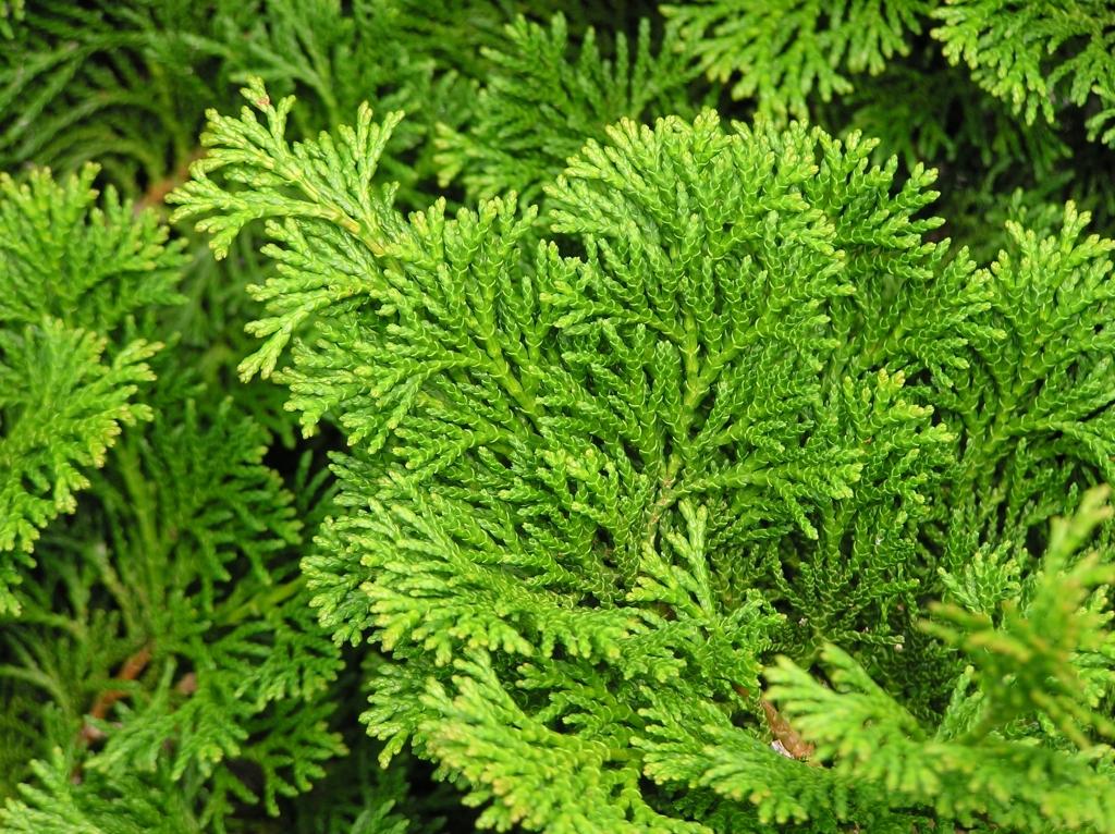 Chamaecyparis Obtusa 'rashamiba' - View 8 from www redcrocus com