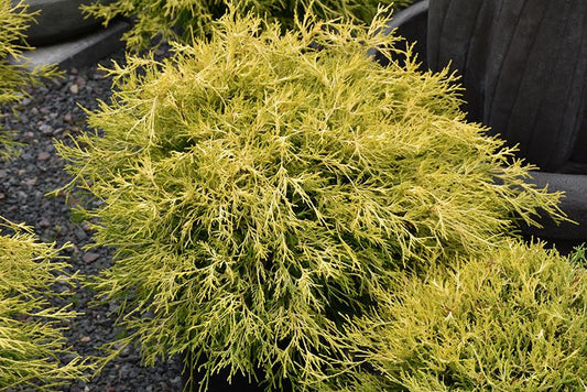 Chamaecyparis Pisifera Golden Charm - View 1 from www redcrocus com