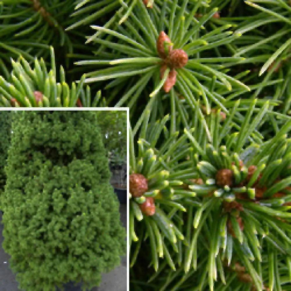 Picea Glauca Conica 2 Pompom - View 9 from www redcrocus com